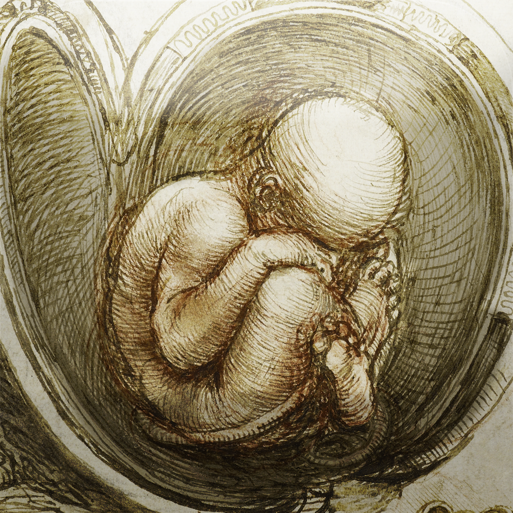 body atlas in the womb body atlas in the womb